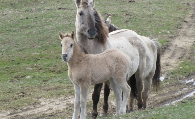 Собственици на коне от Правец и Ботевград се оплакаха че