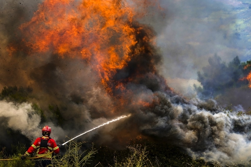 Широколистна гора изгоря при пожар във Видинско вчера съобщиха от