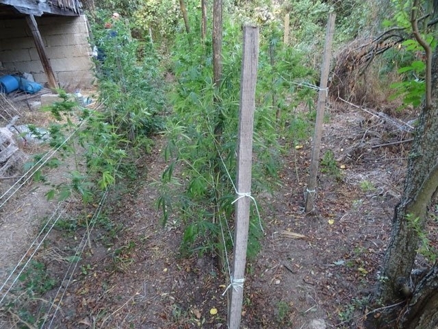 Служители на сектор Наркотици ГДНП установиха наркооранжерия в двор на частен имот