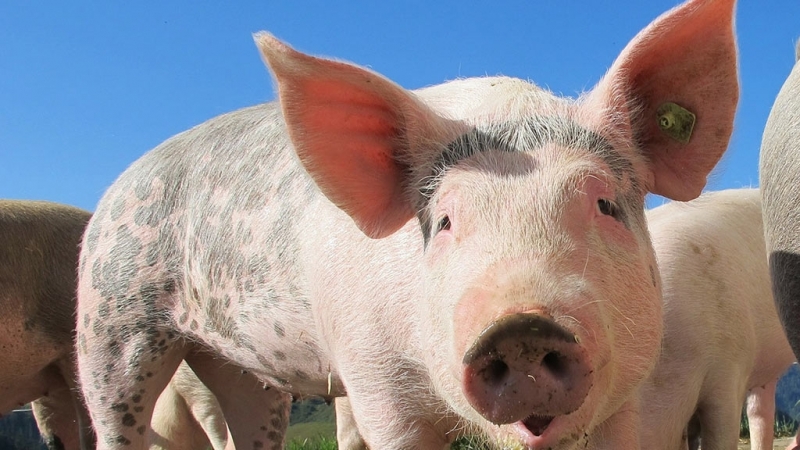 Заради потвърден първи случай на заразени с АЧС диви прасета