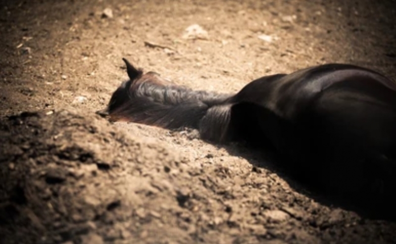 Полицията в Белоградчик разследва убийството на кон съобщиха от пресцентъра