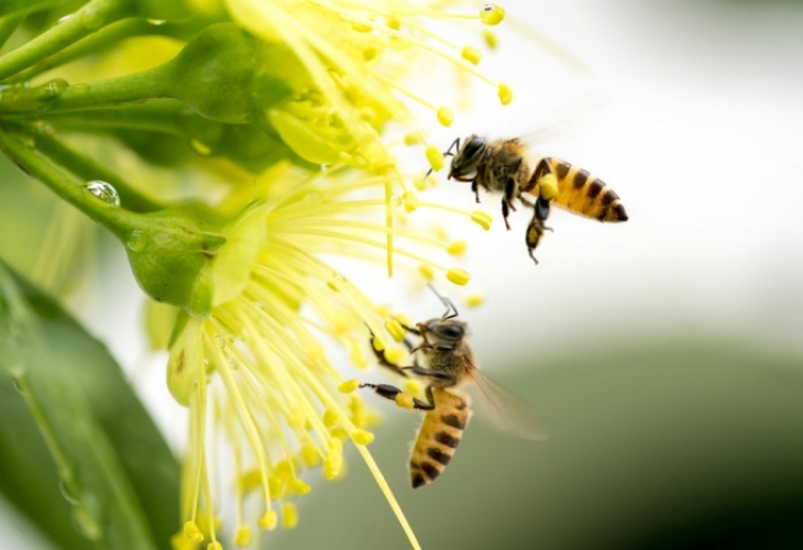 Пчелното млечице е жлъчно вещество което пчелите произвеждат за да