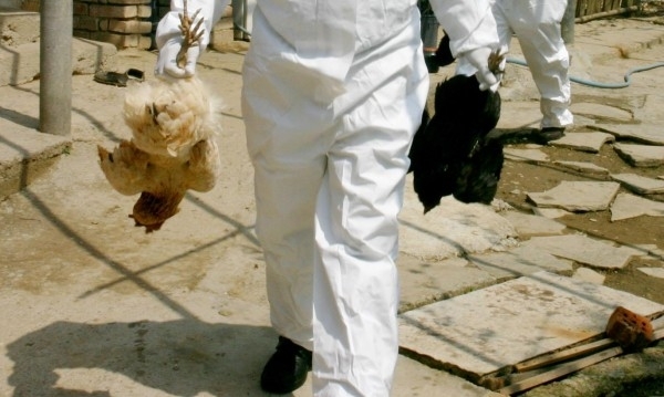 Близо 90 000 птици са унищожени до момента във връзка