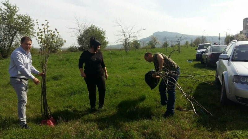 Днес социалистите от БСП Враца засадиха фиданки в квартал