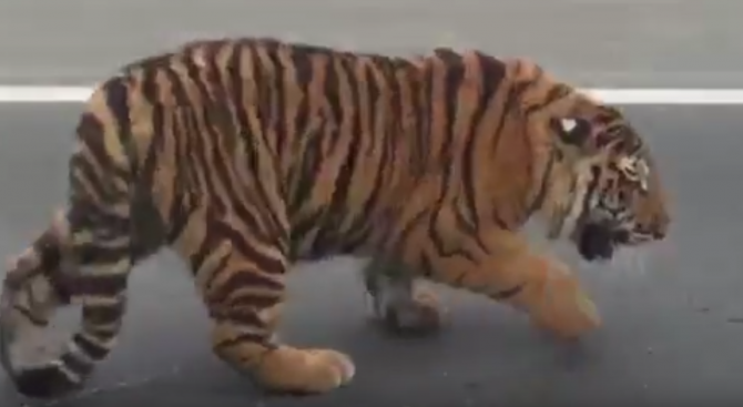 Двестакилограмов тигър избяга от цирк в Париж и бе ликвидиран