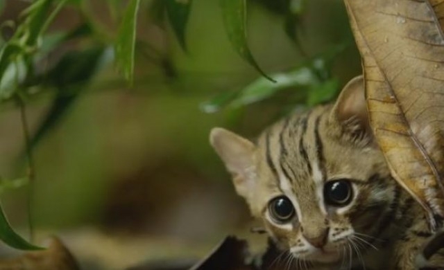 В началото на тази година BBC стартира нова документална поредица