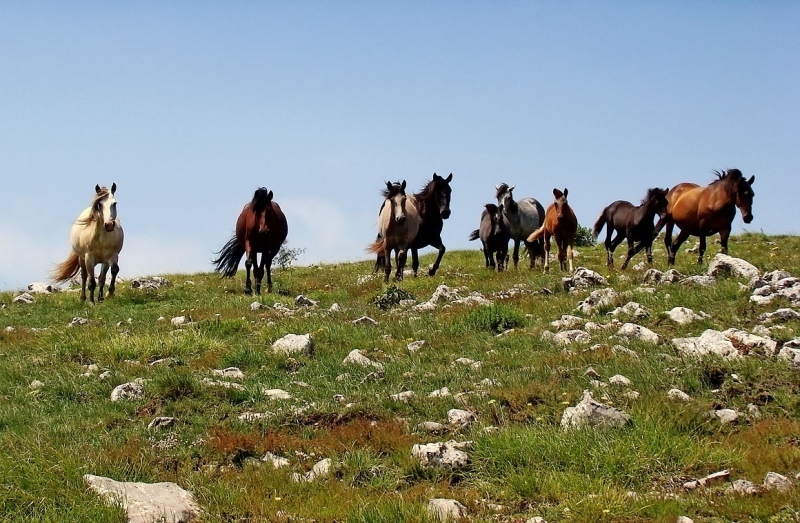 Окръжна прокуратура Враца е предала на съд К К по обвинение