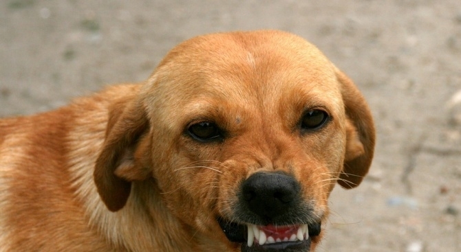 12 годишно момче било нахапано от куче в село Бенковски община