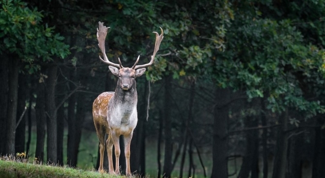 Полицията разследва бракониерски лов на елен лопатар в землището на село Равен