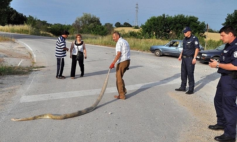 Мъртвата 3 20 метрова змия която шокира преминаващите по международния път Е 80