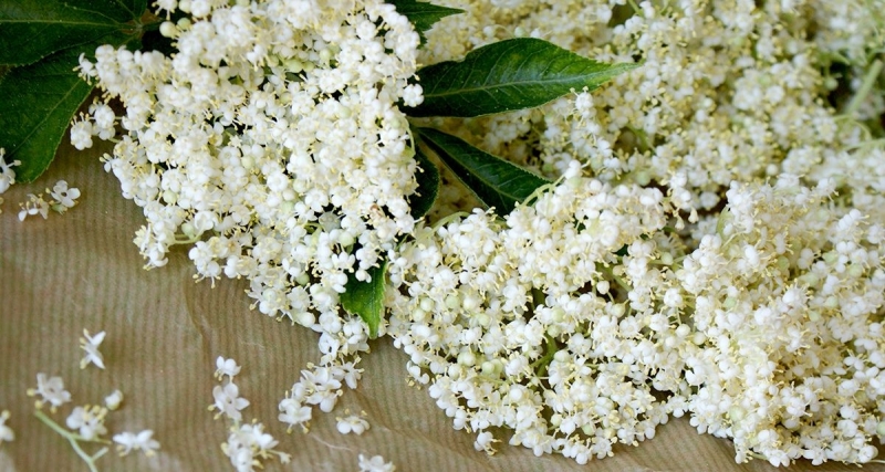 Пунктове за билки във Врачанско са получили актове за нарушения