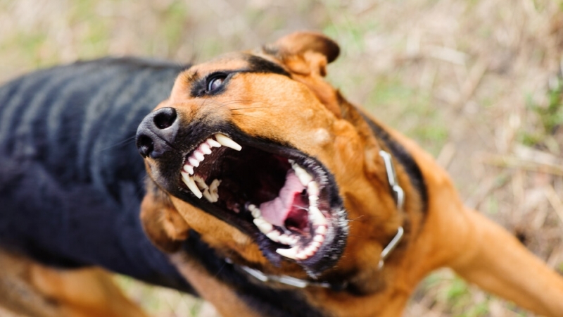Жители на Козлодуй се оплакват от агресивни кучета В група