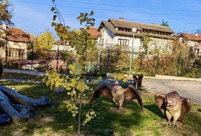 Палеопаркът във Вършец става дом на нови дървесни видове /снимки/