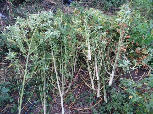 Поредна наркоплантация са разбили полицаи от Видинско съобщават от пресцентъра