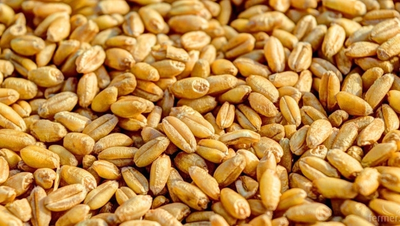 На Софийската стокова борса хлебната пшеница миналата седмица удари 530 540