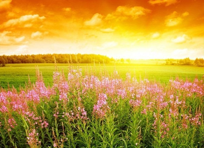 Днес над страната ще бъде предимно слънчево След обяд от