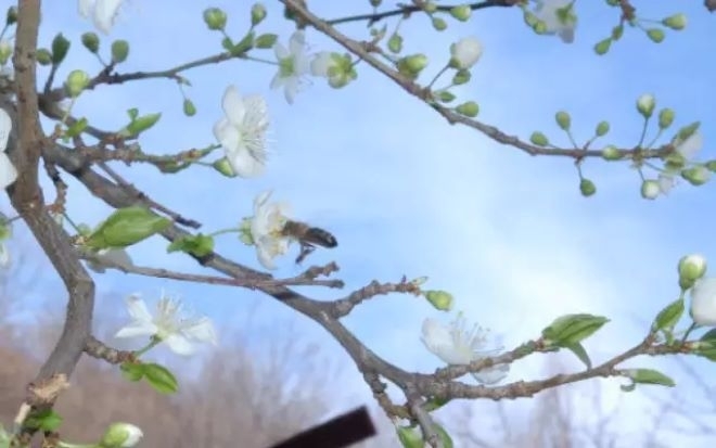 Сливови дръвчета цъфнаха в Монтана Необичайно високите температури по това