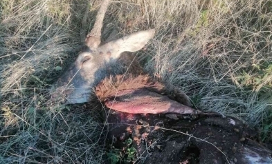 Бракониерски скандал тресе Врачанско! Разчленен елен разпали напрежение сред ловците, обвиняват горските власти в бездействие и прикриване /снимки/