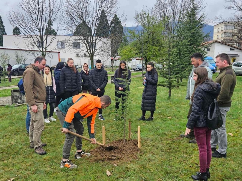 Засадиха дръвчета в двора на берковската болница съобщиха от общината