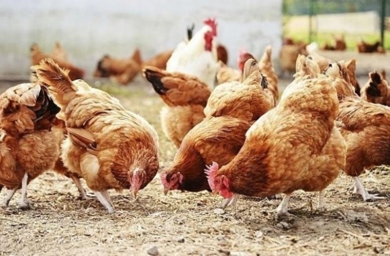 6 кокошки били откраднати от двор във врачанското село Попица