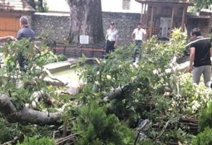 В резултат на срутване на клон на 500 годишно дърво в