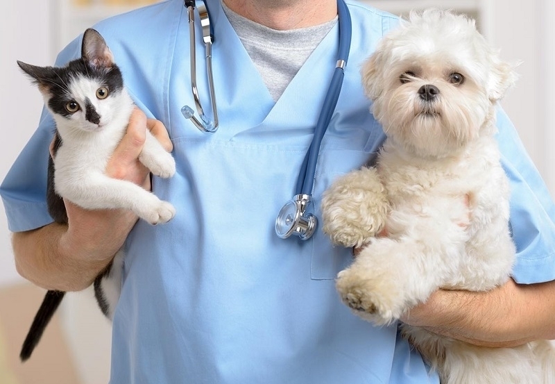 Мнимият ветеринар от Лом който стана известен миналата година с