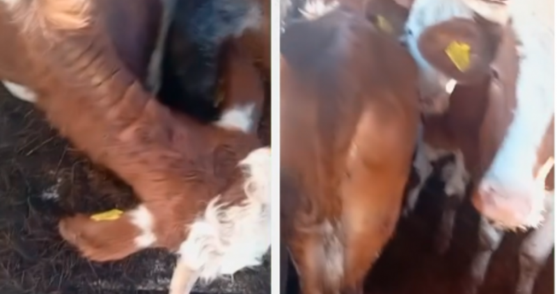 47 крави дни наред стоят в камиони дни наред на