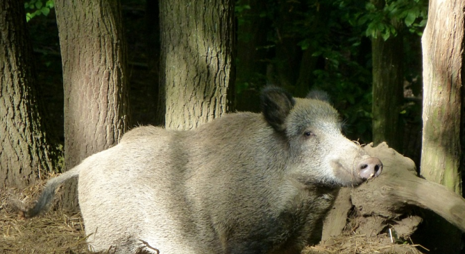 Стадо прегладнели диви прасета нападнаха пазара в село Сителер в
