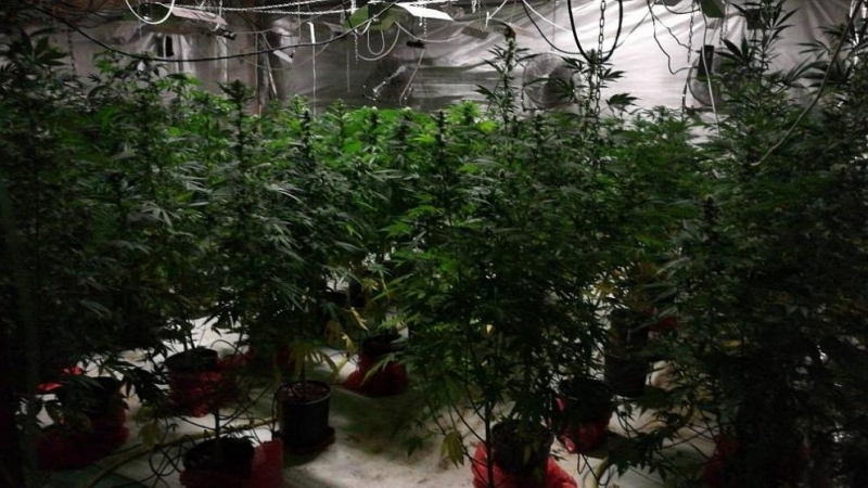 Служители на ГДБОП разкриха модерна оранжерия за канабис край София