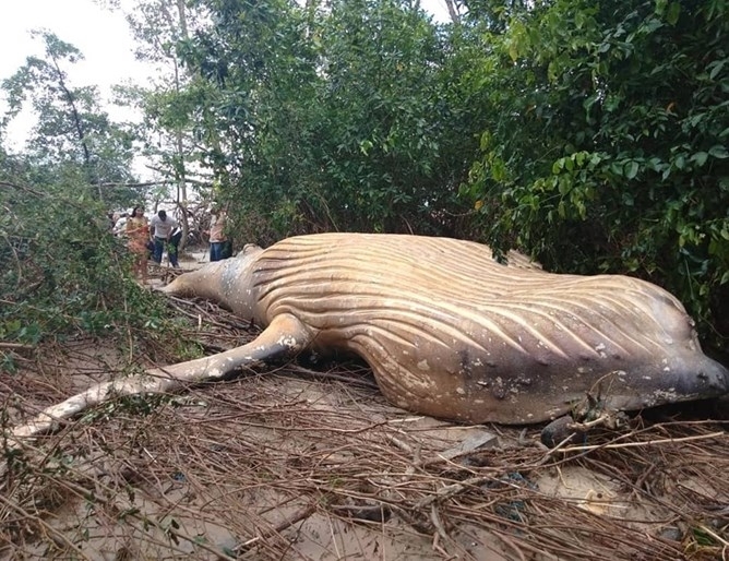 Мъртъв 10 тонен гърбат кит изуми експертите след като беше намерен