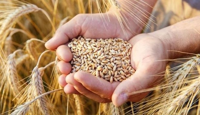 Фермери ще продават на загуба житото си тази година