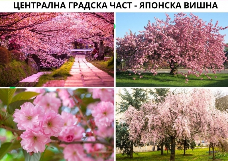 Над 400 дървета и храсти ще бъдат засадени тази неделя