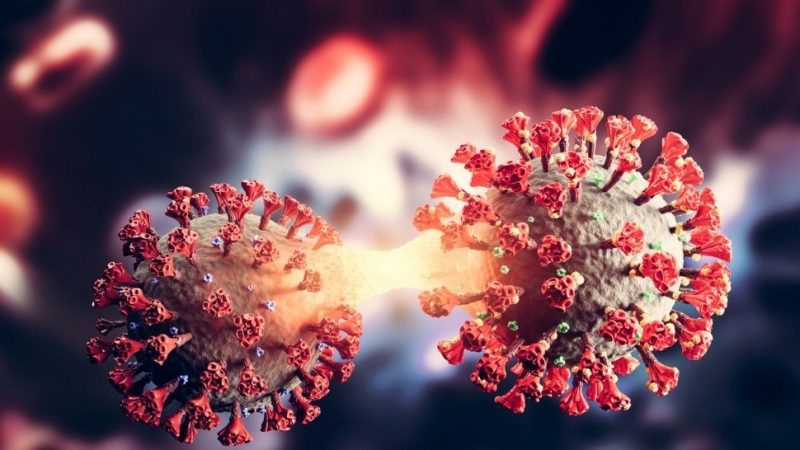 Учени от Австралия установиха как COVID 19 поразява мозъчните клетки което