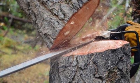 Четири вековни дървета са били отрязани в Криводол, научи агенция