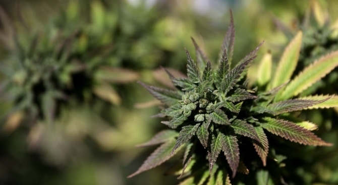 42 годишен мъж е задържан в Своге за отглеждане на 11