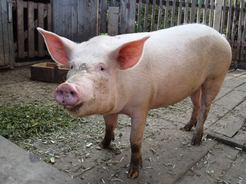 Неизвестни извършители откраднали 60 килограмово прасе от къща в монтанското село