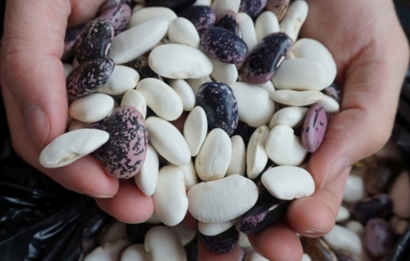 Новата реколта от смилянски фасул се очертава относително по слаба спрямо