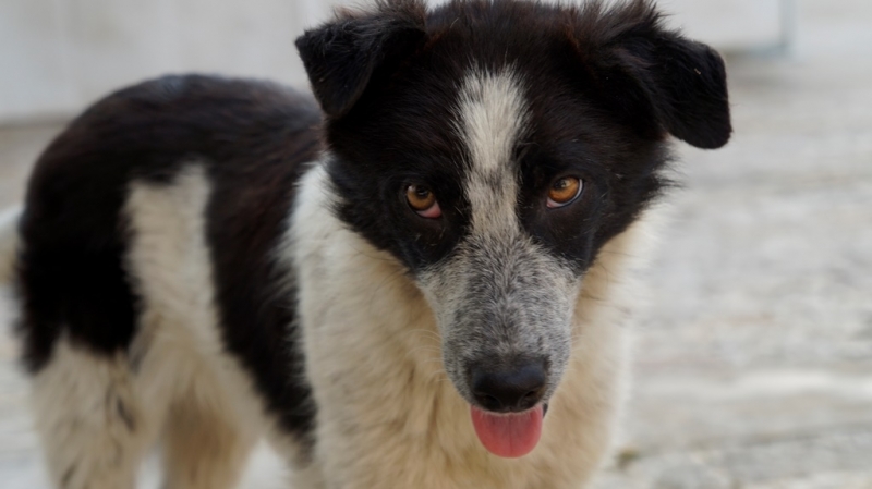 С платежно нареждане от 09 05 2018г община Мездра преведе на ЕНИМАЛ