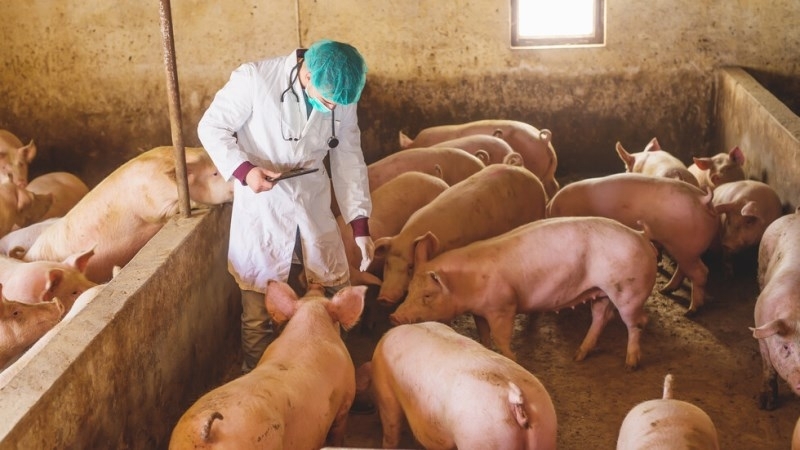 Индустриални свиневъди призоваха за обявяване на бедствено положение на територията