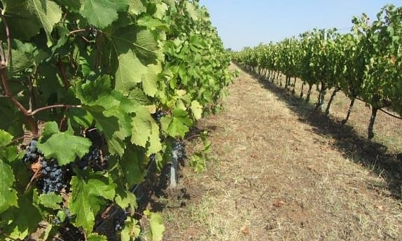 От 24 август до 31 август ще се приемат заявления