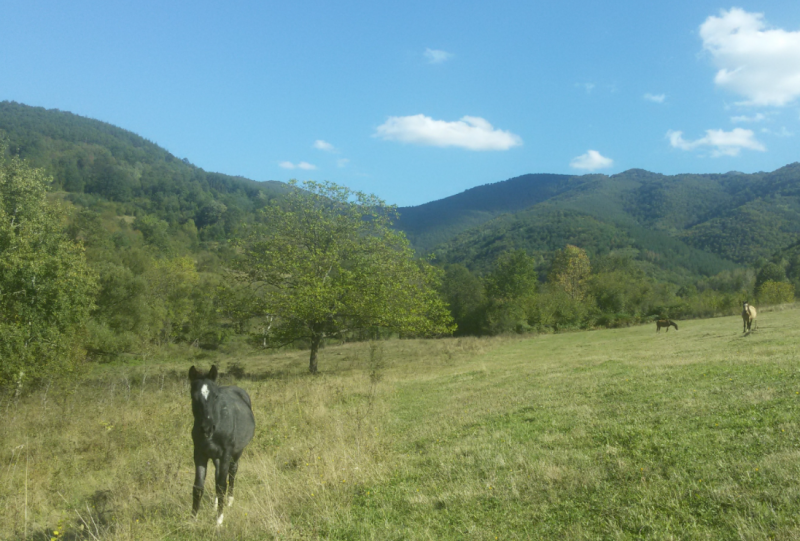 От месец вълци обикалят край балканските села на община Георги