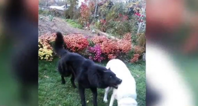 Куче от породата канадски вълк е нахапало жестоко 8 годишно дете