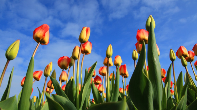 В събота времето ще е предимно слънчево и топло  Ще има разкъсана