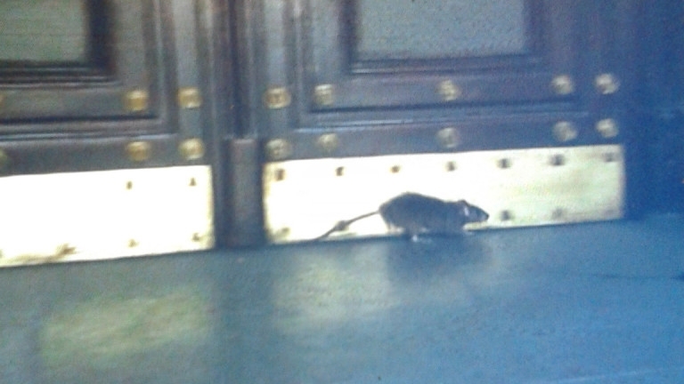 Огромен плъх се опита да нахлуе в Министерския съвет рано