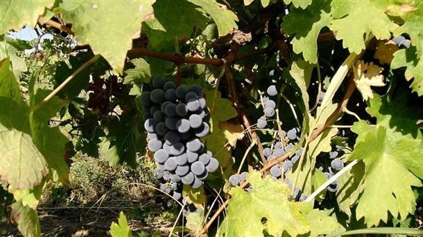 От днес започва гроздоберът във Врачанско научи агенция BulNews Традициите