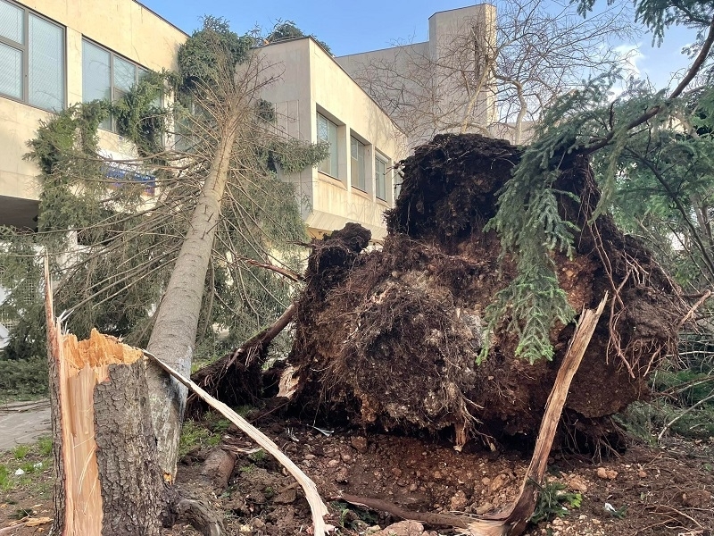 Скулптор вдъхва нов живот на повалените от бурята дървета пред музея във Враца