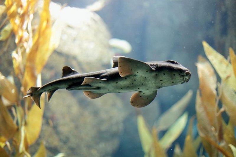 Малка рогата акула бе открадната от аквариум в Сан Антонио