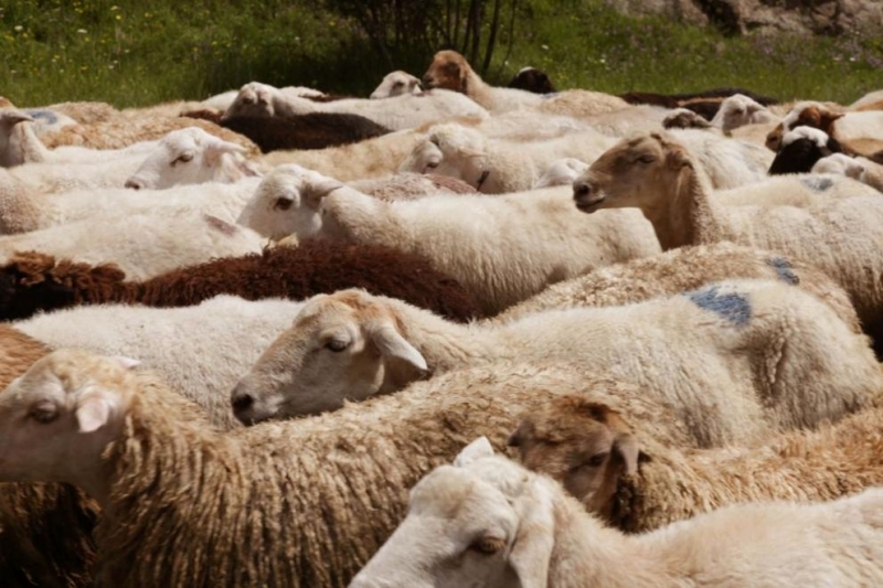 Огнищата на чума по дребния рогат добитък които за първи