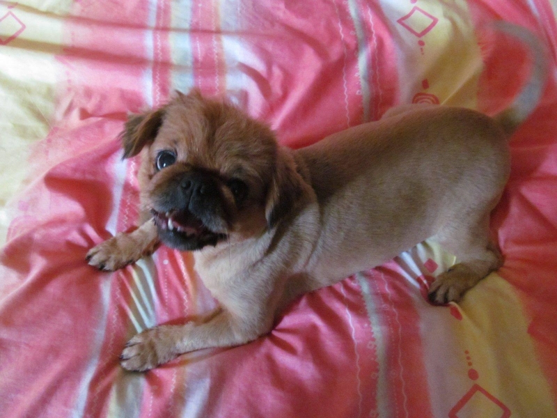 Стопани молят за помощ в търсенето на своя домашен любимец