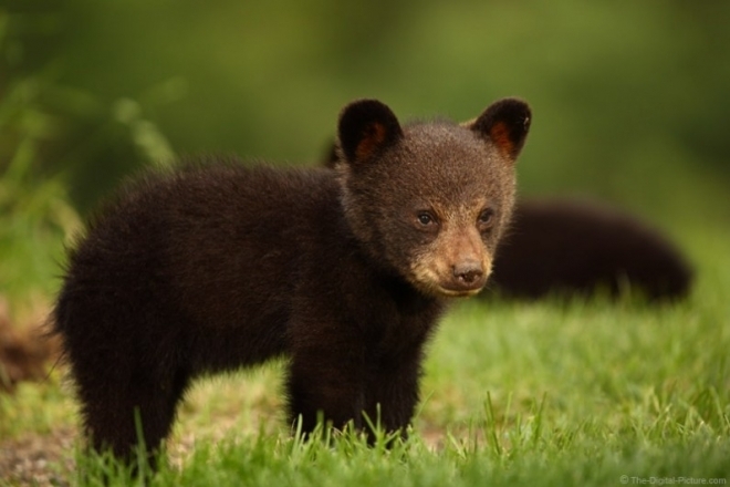 Мече в бракониерска примка е било открито на 24 септември